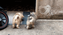 two puppies are standing next to each other on a sidewalk