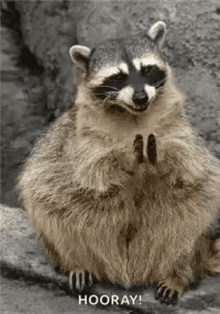 Raccoon Clap GIF - Raccoon Clap Yay GIFs