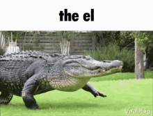 the el