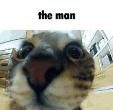 Cat Man GIF - Cat Man Cute GIFs
