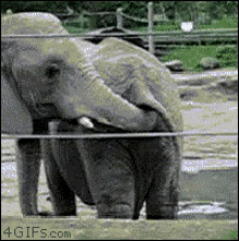 Funny Elephant GIF - Funny Elephant Anal GIFs