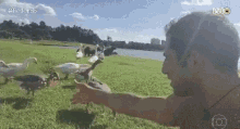 a man is feeding ducks in a grassy field