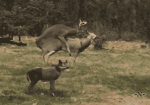 Cerb Deer GIF