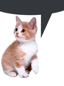 The 11 BEST Kitten GIFs That'll Make You Laugh - Floppycats™