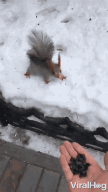 Feeding Squirrel Viralhog GIF