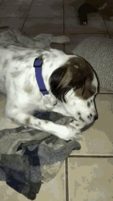 Dog Holding Clothes GIF - Dog Holding Clothes Limpieza GIFs