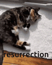 lassy cat resurrection dead alive