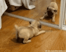 Pug Cute Dog GIF - Pug Cute Dog Cute Puppy GIFs