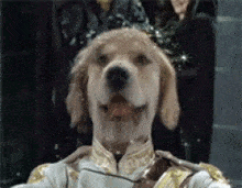 a dog is wearing a white and gold uniform and a hat .