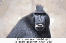 Monkey Gets Girls You Will Never Goof GIF - Monkey Gets Girls You Will Never Monkey Goof GIFs