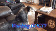 Dogtv Pet GIF - Dogtv Pet Dog GIFs