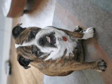 Bulldog Confused GIF - Bulldog Confused GIFs