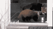 Ranked Dota Raccoon GIF - Ranked Dota Raccoon Shocked GIFs