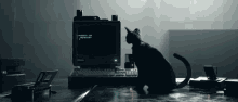 Black Cat GIF - Black Cat Computer GIFs