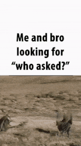 Me And Bro Looking For Who Asked GIF - Me And Bro Looking For Who Asked Who Asked Me And Bro GIFs