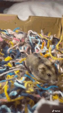 Hamster Digging GIF - Hamster Digging GIFs