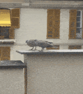 two pigeons are perched on a counter in front of a building with shutters
