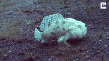 a frogfish is swimming in the water and looking at the camera .