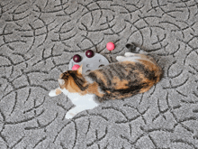 a cat laying on a carpet next to a toy that says ' snoop ' on it