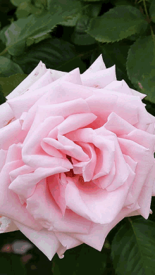 Rózsaszín Rózsa GIF - Rózsaszín Rózsa GIFs