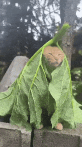 a cat is wrapped in a large green leaf with its eyes closed