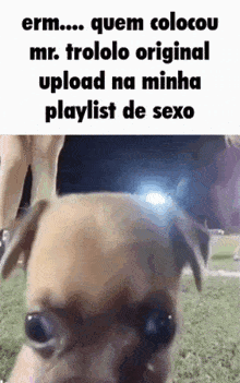 Playlist Playlist De Sexo GIF - Playlist Playlist De Sexo Dog Stare GIFs