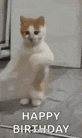 a cat is standing on its hind legs in a room and says `` happy birthday '' .