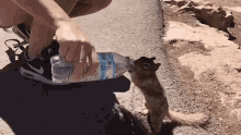 Squirrel Drink Water GIF