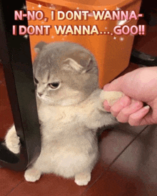 cats angry Memes & GIFs - Imgflip