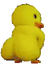 Ducky Funny Sticker