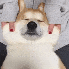 Dog Face Massage GIF - Dog Face Massage GIFs