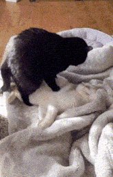two cats are laying on top of each other on a bed .