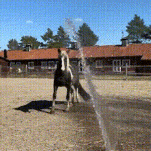 Horse Spinning GIF - Horse Spinning Spin GIFs