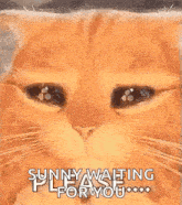 a close up of a cat 's face with the words `` sunny waiting please for you '' written on it .