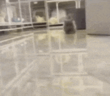 a hamster is walking on a glass table in a room .
