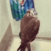 Falcon Meme GIF - Falcon Meme Dwayne Johnson GIFs
