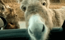 Ezel GIF - Donkey Shake Shaking Head GIFs
