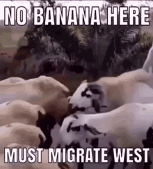 No Banana Here Meme GIF