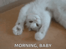 a white cat laying on its back with the words morning baby written below it