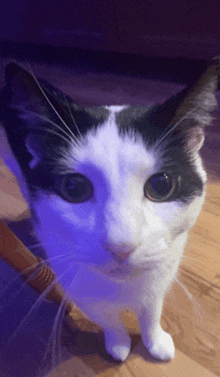 a black and white cat is looking at the camera with a purple background