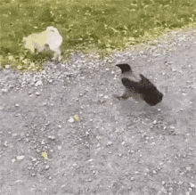 Dogs Birds GIF - Dogs Birds Funny Aninals GIFs