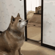 Get Out Dog GIF - Get Out Dog Hungry GIFs