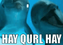 Hey Dolphin GIF - Hey Dolphin GIFs