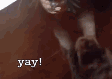 a close up of a dog 's face with the words `` yay ! '' written on it .