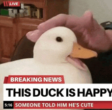 Wholesome Duck GIF - Wholesome Duck Happy GIFs