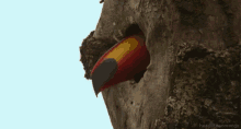 birds toucan