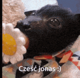 Czesc Jonas GIF - Czesc Jonas GIFs
