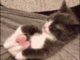 a gray and white cat is laying on its back on a blanket