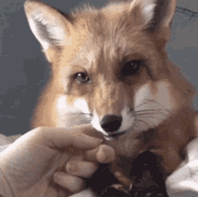 fox cute