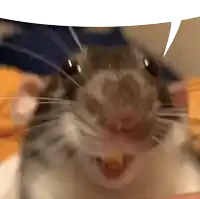 a close up of a rat with a speech bubble above it
